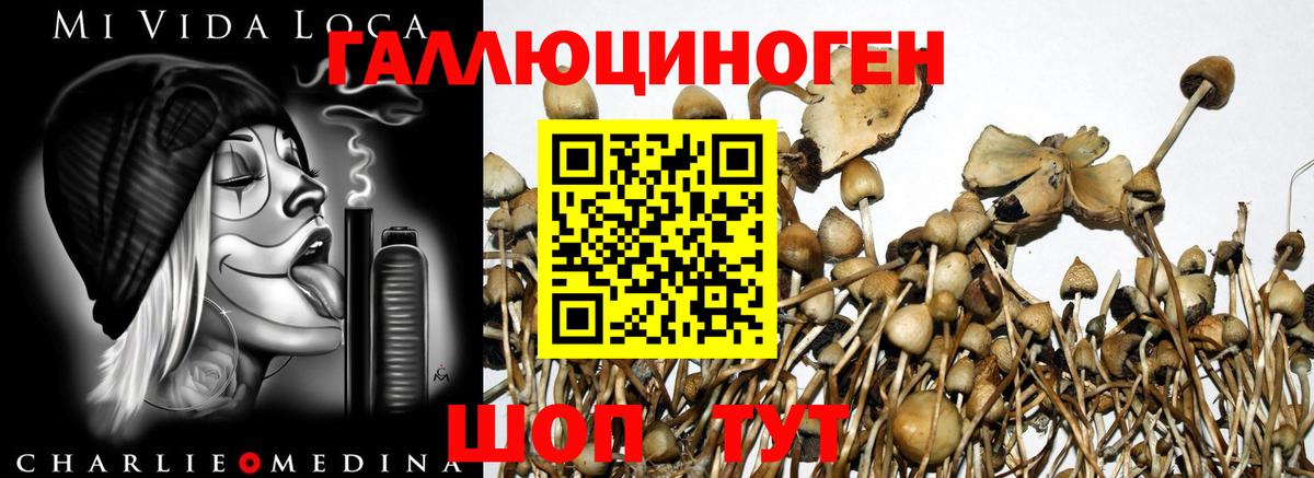 Галлюциногенные грибы Psilocybine cubensis Чехов